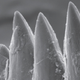 Illustration for article titled These prehistoric teeth were the sharpest the world has ever known